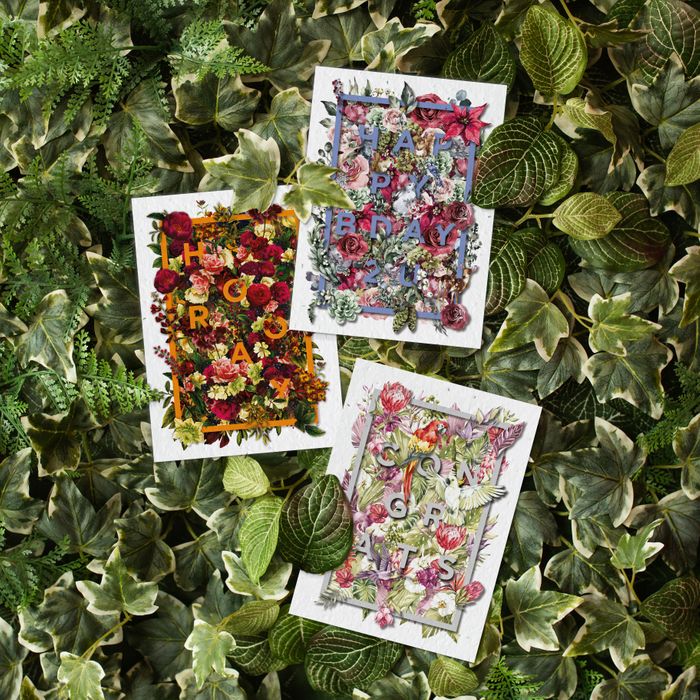 Everyday Greeting Seed Card Greeting Cards